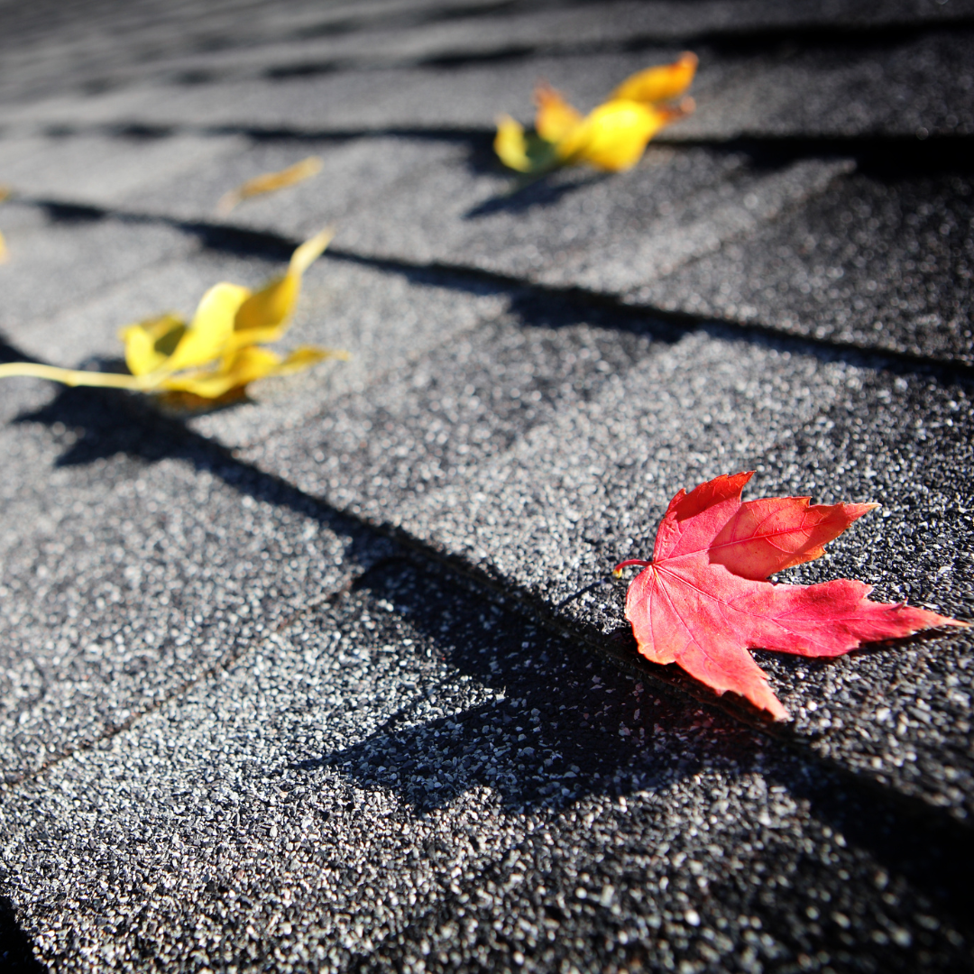 Closeup of colorful fall leaves on a shingle roof